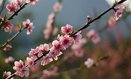 桃花圖片