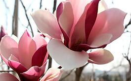 玉蘭花圖片