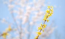 迎春花圖片