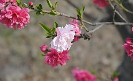 桃花圖片