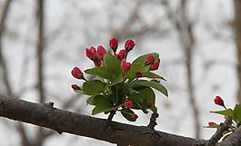 桃花圖片