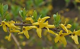 迎春花圖片