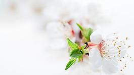 櫻花圖片