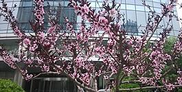 桃花圖片