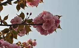 櫻花圖片