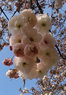 粉色花朵圖片