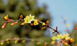 迎春花圖片