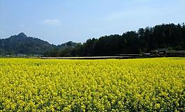 油菜花圖片