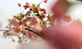 櫻花圖片