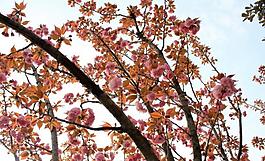 櫻花圖片