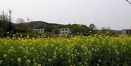 油菜圖片