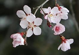 桃花圖片
