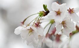櫻花圖片