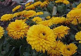 菊花圖片