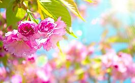 樱花图片