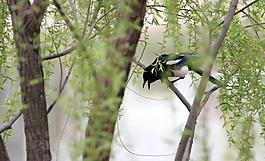 喜鹊图片