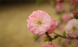 桃花图片