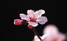 桃花圖片