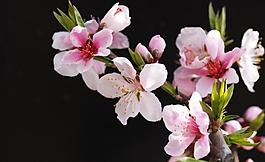 桃花圖片