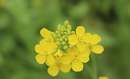 油菜花圖片