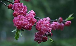 碧桃花圖片