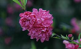 碧桃花圖片