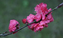 碧桃花圖片