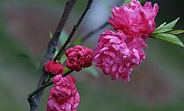 碧桃花圖片