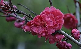 碧桃花圖片