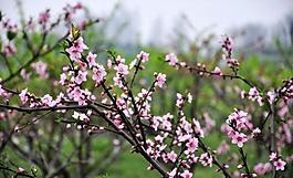 桃花圖片