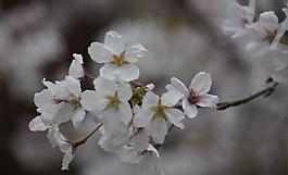 櫻花圖片