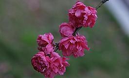 碧桃花圖片