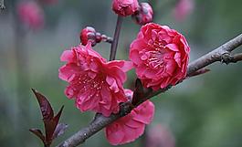 碧桃花圖片