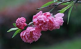 碧桃花圖片