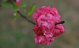 碧桃花圖片