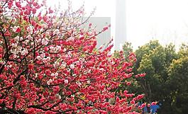 校園風(fēng)光圖片