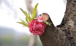 粉花圖片