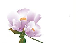 矢量花圖片