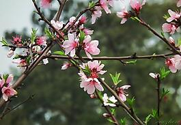 桃花圖片