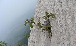 懸崖 花草圖片