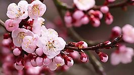 桃花圖片