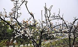 桃花圖片