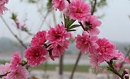 桃花圖片