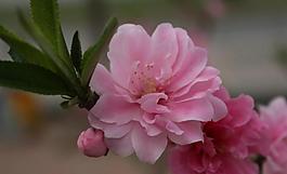 桃花圖片