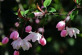海棠花圖片