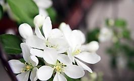 蘋果花圖片