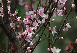 桃花圖片