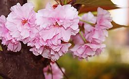 桃花圖片