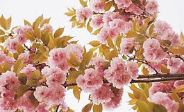桃花圖片