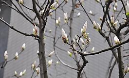 玉兰花图片